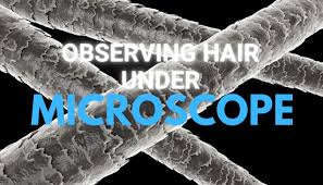 We did not find results for: What Does Hair Look Like Under A Microscope Microscope Club