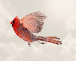 Small Birds That Look Like Cardinals Captured In Mid Air This Is What Small Birds Look Like In Flight Wild Birds Birds Flying Beautiful Birds