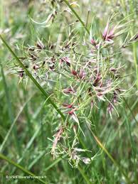 Image result for Poa binata