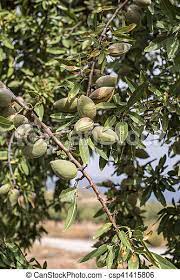 They are ready to be picked when their hulls begin to split. Almond Tree With Fruits Almond Tree Branch Close Up With Fruits Canstock