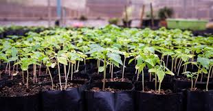 Air pollution reduction trees and vegetation in parks can help reduce air pollution both by directly removing pollutants and by reducing air temperatures and building energy use in and near parks. How Do Trees Clean Our Air Feature Rsc Education