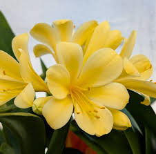 Image result for Clivia miniata