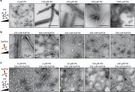 Check spelling or type a new query. Structure Of The Mature Rous Sarcoma Virus Lattice Reveals A Role For Ip6 In The Formation Of The Capsid Hexamer Nature Communications
