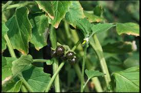 Image result for Solanum