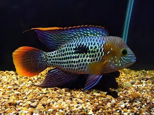 Green Terror Cichlid Andinoacara Rivulatus – Sims Tropical Fish | Tropical Fish, Aquarium, Fish Store