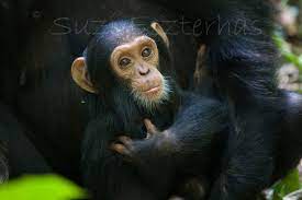 Cuddle Baby Chimpanzee Photo Baby Monkey Baby Animal Nursery Etsy Baby Chimpanzee Baby Animal Nursery Nursery Animal Prints