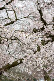 Four seasons in the city, vector illustration. Blooming Tree Branches With White Flowers Cherry Blooming Springtime Stock Photo Picture And Royalty Free Image Image 57438628