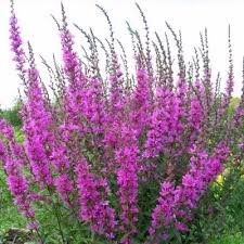 Image result for Lythrum rotundifolium