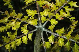 Image result for Phyllocladus trichomanoides