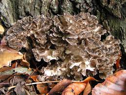 See more ideas about stuffed mushrooms, . Grifola Frondosa Wikipedia