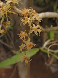 Image result for Tridactyle