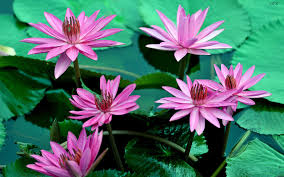 View and download for free this beautiful lily flowers wallpaper which comes in best available resolution of 1024x768 in high quality. Pink Water Lily Flowers Beautiful Petals Leaves Water Wallpaper Flowers Wallpaper Better