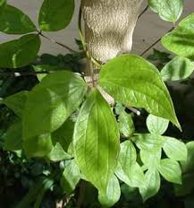 Image result for Dioscorea dregeana