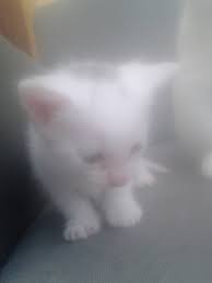 These 5 adorable kitten all need good homes. 2 White Kittens Free To Good Homes Cats For Adoption In Millstreet Cork From Marylucey22