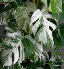 Pin Auf Monstera Deliciosa Variegata