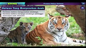 Pada video ini hana mendapat surprise birthday party kecil kecilan. Kemandirian Spesies Haiwan Youtube