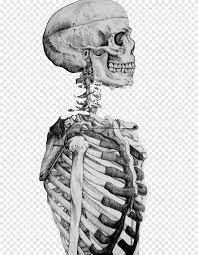 I built a dark box especially for this project which allowed me to control light and shadow, then photographed the skull reflected in a black Drawing Study Human Skeleton Skull Sketch Skull Pencil Face Png Pngegg