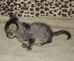 How Long For Fur To Regrow Thecatsite