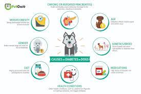 Diabetes In Dogs Canine Mellitus Symptoms Treatment Diet