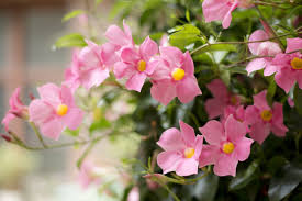 Image result for mandevilla obrázek