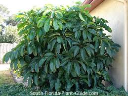 Image result for Schefflera