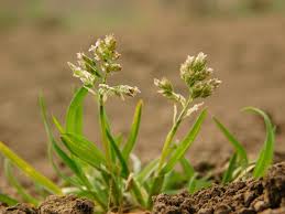 Image result for Poa annua