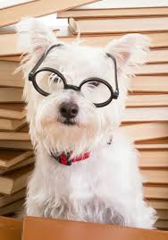 The 10 Best Dog Names From The Harry Potter Universe