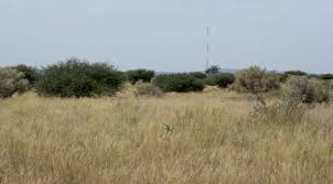 Image result for Pegolettia retrofracta