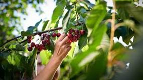 Image result for what does eating cherries do for you