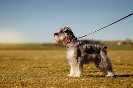 We did not find results for: Is A Miniature Schnauzer Right For Me Temperament And Care Aspca Pet Health Insurance