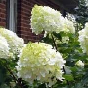 Other common names paniculate hydrangea 'silver dollar'. Hydrangea Paniculata Silver Dollar Paniculate Care Plant Varieties Pruning Advice