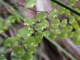 Image result for Adiantaceae