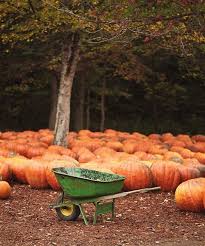The Best Part Of Fall Is Pumpkins Carving Pumpkins And Eating The Seeds Is Seriously The Best Pumpkin Pumpkin Patch Fall Thanksgiving
