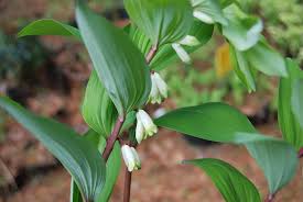 Image result for Ophrypetalum odoratum