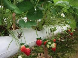 Top hotels close to genting strawberry leisure farm. Strawberry Farm Genting Picture Of Resorts World Awana Genting Highlands Tripadvisor