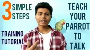 Homemade Hand Feeding Formula Recipe For Baby Budgies Zebra Finches Lovebirds Hindi Youtube