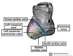 We did not find results for: Vasculature Of The Heart Teachmeanatomy