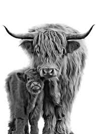 We did not find results for: Highland Cows Posters Art Prints Wall Art Displate