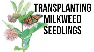 Maybe you would like to learn more about one of these? Transplanting Milkweed Seedlings Youtube