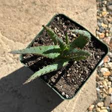 Image result for Aloe canis