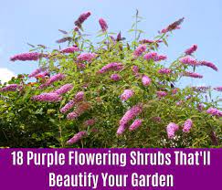 Shrub with purple flowers uk. 18 Purple Flowering Shrubs That Ll Beautify Your Garden Diy Crafts