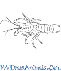 Step by step drawing tutorial on how to draw a lobster lobsters is a marine crustaceans and mostly found in deep water of sea. How To Draw A Spiny Lobster