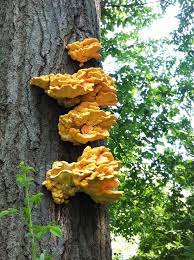 Chicken of the woods stir fry with foraged vegetables. Local Food Profile Chicken Of The Woods Sulfur Shelf Laetiporus Sulphureus Mushroom The Druid S Garden