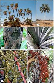 Image result for Hyphaene