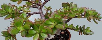 Se trata de mucormicosis, apodada hongo negro por. Crassula Ovata Arbol De Jade Una Especie Muy Sencilla De Cultivar