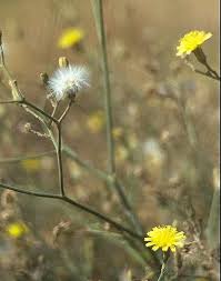 Image result for Launaea