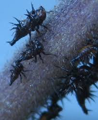 Maybe you would like to learn more about one of these? Keeled Treehopper Nymphs What S That Bug