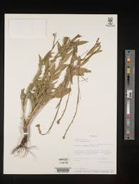 Image result for Subularia monticola