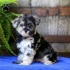 Mini Schnoodle Puppies For Sale Greenfield Puppies Schnoodle Puppy Schnoodle Mini Schnoodle