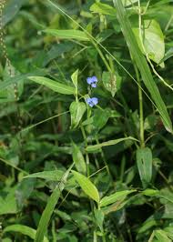 Image result for Commelina diffusa